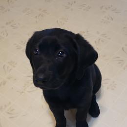 Labrador Retriever Puppies from Condition 1 Retrievers