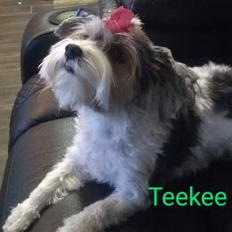 Biewer Terriers from My Forever Baby Yorkies