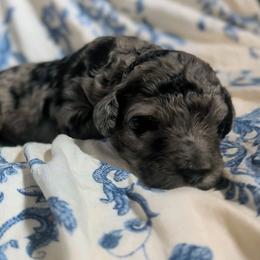Neville - Blue merle male Sheepadoodle puppy in Austin, Texas from Darling Doodles