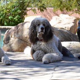 Poodles from Mary jo's Poodles
