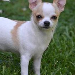Chihuahuas from chihuahuatinytoys.com