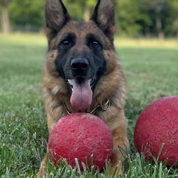 Chaos - German Shepherd