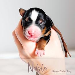 Noble - Tri-color male Bernedoodle puppy in Mahomet, Illinois from Jordan Family Doodles