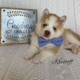 Pomsky Puppies from Goodness Gracious Pomskies