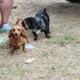 Dachshunds from Wilson Dachshunds