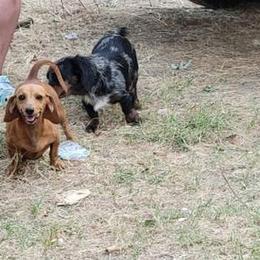 Dachshunds from Wilson Dachshunds