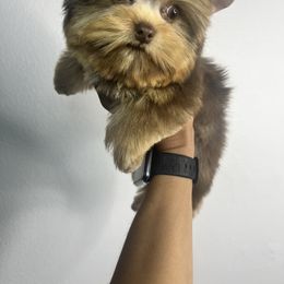 Green eyes - Chocolate and tan male Yorkshire Terrier puppy in Kissimmee, Florida from M&R Yorkies