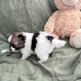 Boy- 1 - Black parti male Pomeranian puppy in Conroe, Texas from Maxi’s Poms, LLC