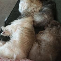 Shih Tzu Puppies from Sugar Paws Heavenly Shih Tzu’s