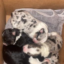 Aussiedoodle Puppies from Mini AussieDoodles on Meadow Lane