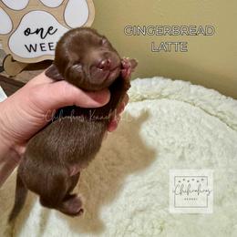 Gingerbread Latte - Chocolate and white female Chihuahua puppy in Woodstock, Georgia from iChihuahuas Kennel