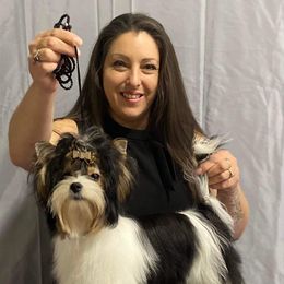 Biewer Terrier All Grown Up from Rose Creek Biewer Terriers
