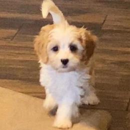 Robert - Blenheim male Cavapoo puppy in Mesa, Arizona from Bubble-ishous Cavaliers, Cavapoos and Portadoodles