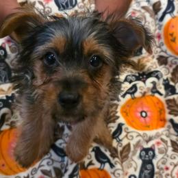 Lady Orange - Black and gold female Yorkshire Terrier puppy in Lebanon, Ohio from Teacup Yorkies for Adoption Near Lebanon Ohio LLC