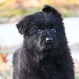 German Shepherd Puppies from German Shepherd Puppies
