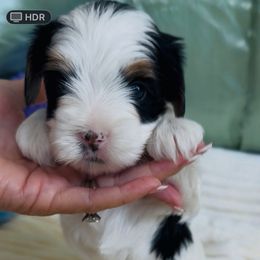 Akc Simba - Black tan and white male Biewer Terrier puppy in Cartersville, Georgia from Alpha Tiny Paws