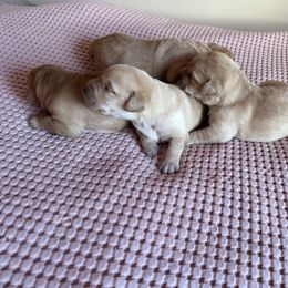 Girl 4 - Yellow female Labrador Retriever puppy in Ranchita, California from Pacific Crest Labradors
