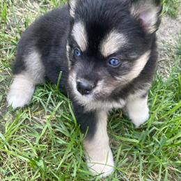 Pomsky Puppies from Blue Sky Pomsky