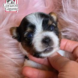 Alex - Black tan and white female Biewer Terrier puppy in California from Corazon de gigante