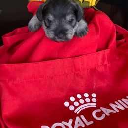 Miniature Schnauzer Puppies from Del Sol Miniature Schnauzers