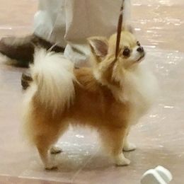 Bam - Chihuahua