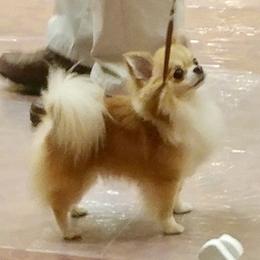 Bam - Chihuahua