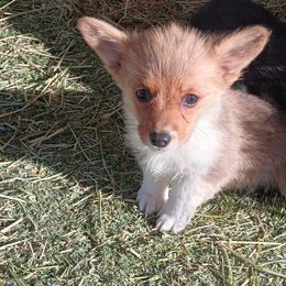 American Corgi and Pembroke Welsh Corgi Puppies from Angelique Brooks