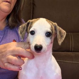Rummy - White and red brindle male Whippet puppy in Lakewood, Colorado from Hapi-Dal Dalmatians and Primetime Whippets