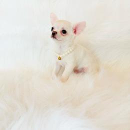 Liam - Cream and white male Chihuahua puppy in Sacramento, California from Honey Bee Chihuahua’s