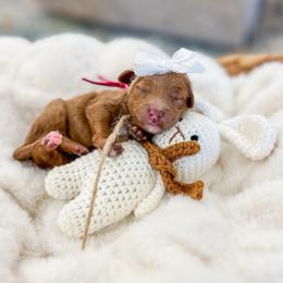 Bubbles - Red  female Goldendoodle puppy in Sulphur, Louisiana from Curly Q’s Of Carlyss