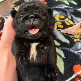 Wilson - Black male Pug puppy in Grants Pass, Oregon from Malta Pugs