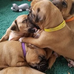 Rhodesian Ridgeback Puppies from Lyonnese Rhodesian RIDGEBACKS