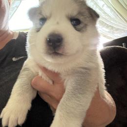 Girl 2 - Silver - Sable and white female Siberian Husky puppy in Independence, Wisconsin from Hito's Huskies