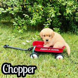 Chopper - Golden male Golden Retriever puppy in Salem, Virginia from Virginia Goldens