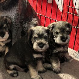 Miniature Schnauzer Puppies from Mystique Miniature Schnauzers