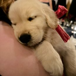 Golden Retriever Puppies from Valley of the Sun Golden Retrievers