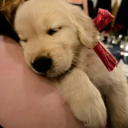 Golden Retriever Puppies from Valley of the Sun Golden Retrievers