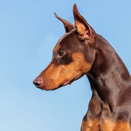 Ebbi - Doberman Pinscher