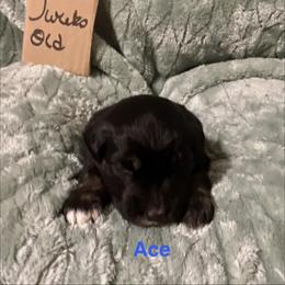 Ace - Black tri-color male Australian Shepherd puppy in Wisconsin Dells, Wisconsin from Nicara kennel