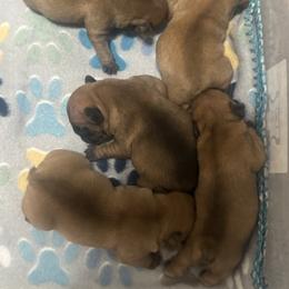 French Bulldog puppies from Frenchie Kingdom