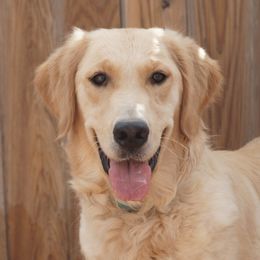 Louise - Golden Retriever