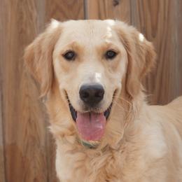 Louise - Golden Retriever