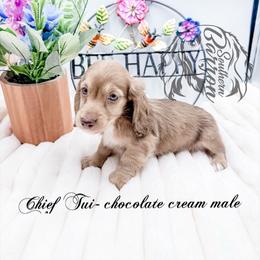 Chief Tui - Chocolate and cream male Dachshund puppy in Prairieville, Louisiana from Southern Barron Danes & Dachshunds