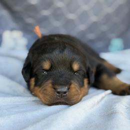 Orange Collar - Black and mahogany male Rottweiler puppy in Quinlan, Texas from Wright Way Retrievers