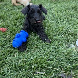 Miniature Schnauzer Puppies from Shadow River Schnauzers