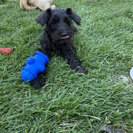 Miniature Schnauzer Puppies from Shadow River Schnauzers