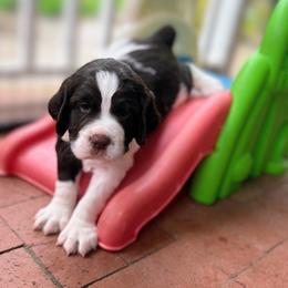 Ramen - Liver and white male English Springer Spaniel puppy in Plainwell, Michigan from Homegrown Springers