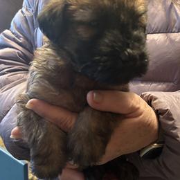 Mila. Yellow collar - Wheaten female Soft Coated Wheaten Terrier puppy in Cody, Wyoming from Yellowstone Breeders