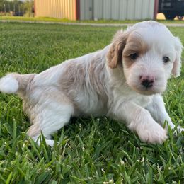 Clover - Red merle female Aussiedoodle puppy in Eastland, Texas from H5 Mini Doodles