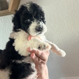 Gucci - Parti male Goldendoodle puppy in El Cajon, California from Pacific Coast Goldendoodles